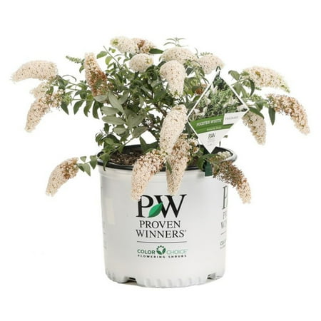 Proven Winners Pugster White Butterfly Bush Buddleia Live Shrub