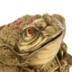 thumbnail image 4 of Figura de rana y sapo de la suerte del Feng Shui para el dinero y la fortuna METRO, 4 of 8