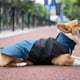 thumbnail image 4 of Labymos Chaqueta impermeable para perros con cuello, 4 of 8