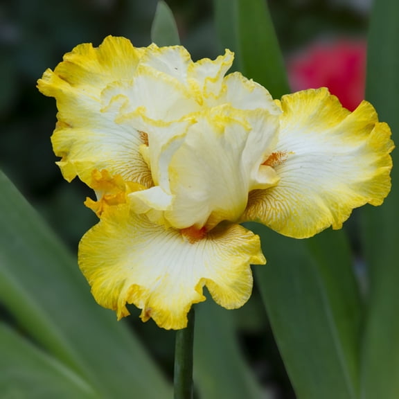 Direct Gardening Zesting Lemons Bearded Iris 3 Bare Root Perennial Rhizomes