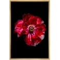 thumbnail image 3 of PixonSign Framed Canvas Print Wall Art Red and White Zinnia Close-Up Botanical Plants Photography Modern Art Contemporary Dramatic Multicolor Ultra for Living Room, Bedroom, Office - 24"x36" Natural, 3 of 5