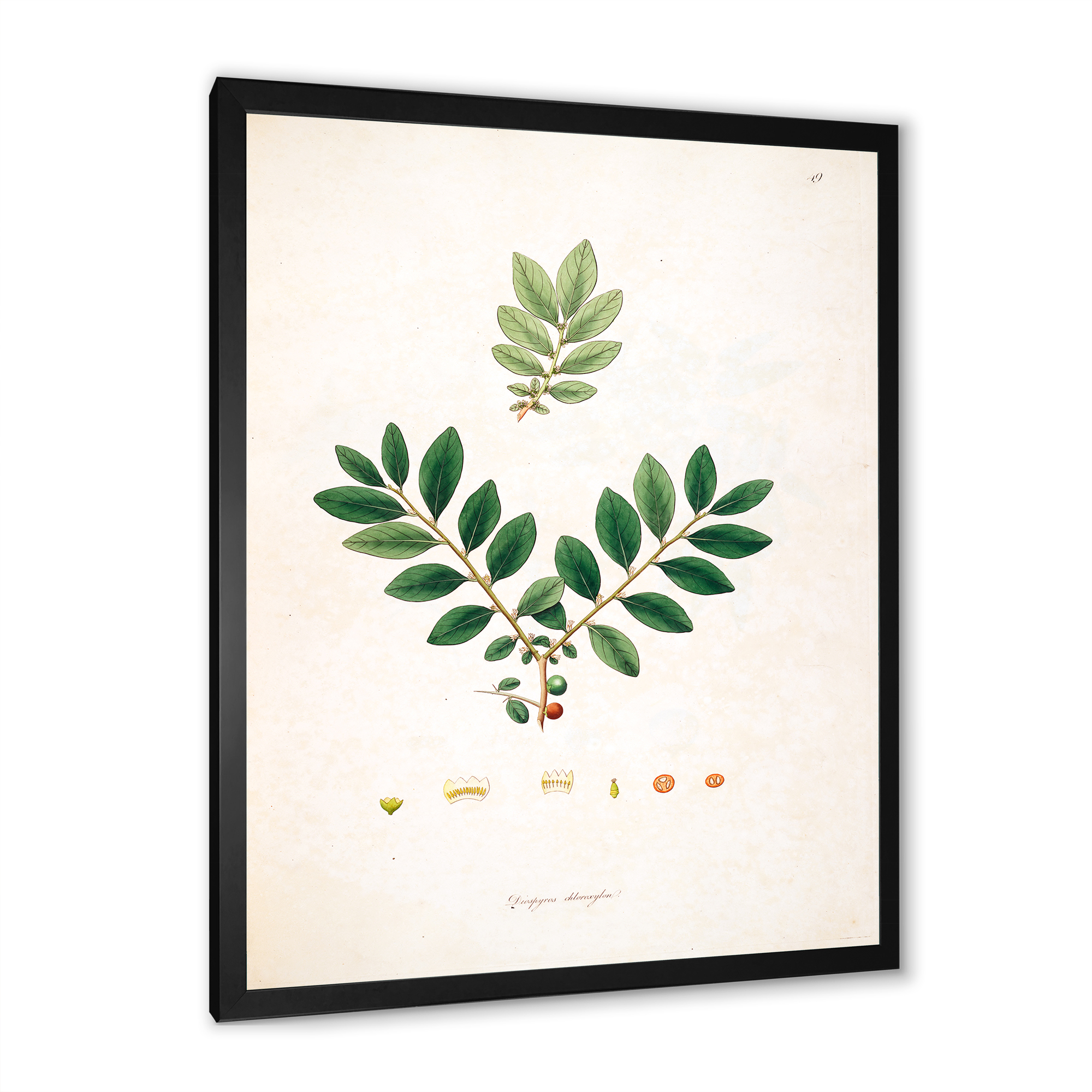Designart 'Ancient Plant Life XIV' Farmhouse Framed Art Print