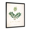 thumbnail image 2 of Designart 'Ancient Plant Life XIV' Farmhouse Framed Art Print, 2 of 4