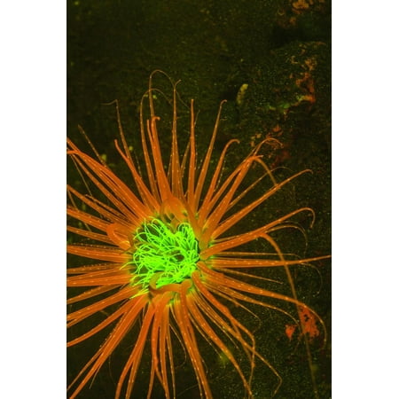 Fluorescing sponges and hard coral at Night dive, Wetar Island, Banda Sea, Indonesia Print Wall Art By Stuart