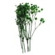 thumbnail image 2 of 1 bolsa de flores secas prensadas de cielo estrellado natural para hacer joyas artesanales. Verde, 2 of 9