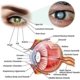 thumbnail image 4 of Dispositivo para mejorar la visión Ophthalpro, alivia la fatiga ocular, reduce la fatiga y promueve la relajación (modelo recargable), 4 of 5