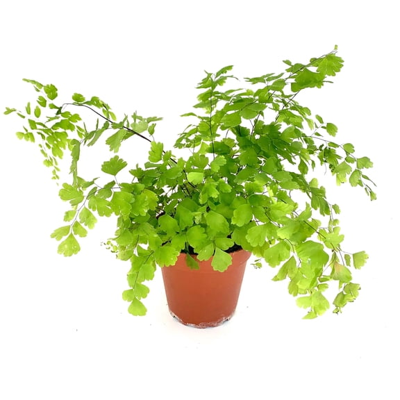 Maiden Hair Fern Adiantum Raddianum Live Houseplant, 4" Pot
