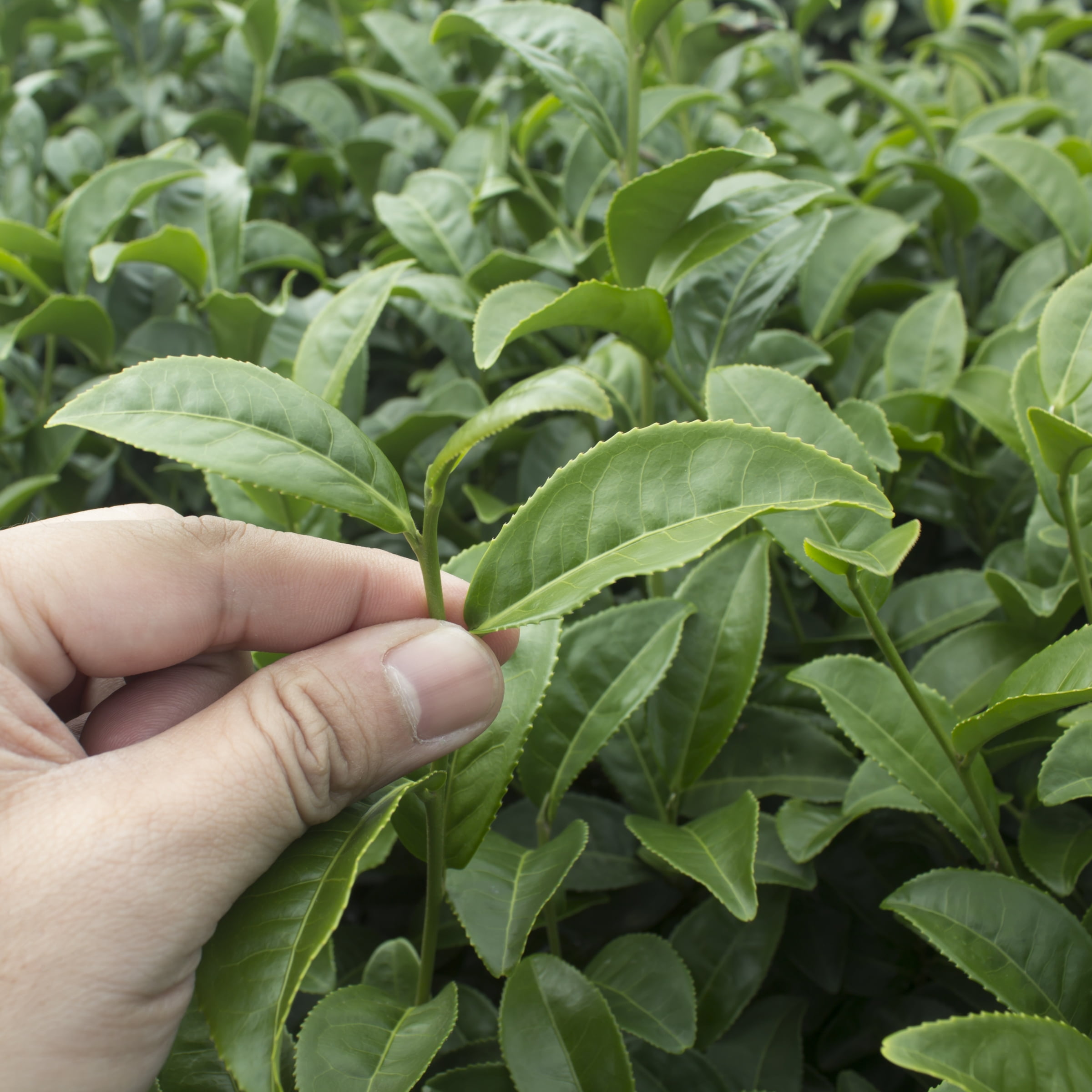 National Plant Network 4 in. Camellia Sinensis Brew-Tea-Ful (16-Pack)