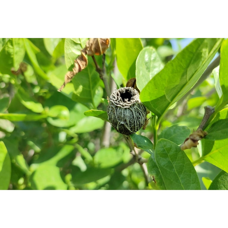 10 Fragrant Carolina Allspice Sweetshrub Calycanthus Floridus Flower Seeds  - Walmart.com