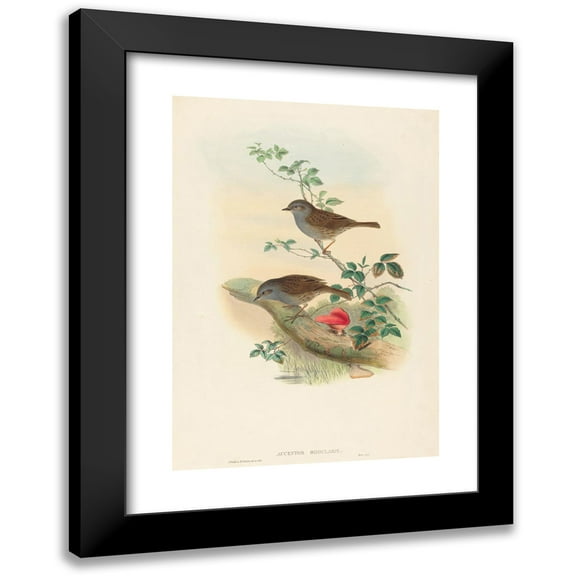 John Gould 11x14 Black Modern Framed Museum Art Print Titled - Accentor Modularis (Dunnock)