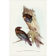 thumbnail image 2 of Gould, John 11x14 Black Modern Framed Museum Art Print Titled - Australian Roller-Eurystomus Australis, 2 of 4