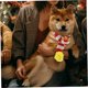 thumbnail image 4 of Bufanda navideña para perros y gatos, suave y acogedora, con pompones, accesorio cómodo para fiestas, color rojo y verde., 4 of 5
