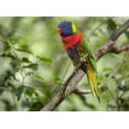 thumbnail image 2 of Fitzharris, Tim 18x14 White Modern Wood Framed Museum Art Print Titled - Rainbow Lory Green Naped Lory, 2 of 4