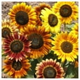 thumbnail image 3 of Everwilde Farms - 100 Autumn Beauty Sunflower Garden Flower Seeds - Gold Vault Jumbo Bulk Seed Packet, 3 of 5