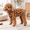 Coffee Brown-Large/X-Large, variant on Coffee Brown Medium Leopard Print Stretchy Fleece Turtleneck Pet Winter Clothes for Dogs and Cats