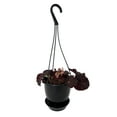 thumbnail image 2 of Shirley Girl Rex Begonia Plant - 4.5" Black Hanging Basket - Great Houseplant, 2 of 2