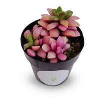 Pink Green Anacampseros Sunrise Succulents Live Plants in 2 Inch Pot, Easy to Grow