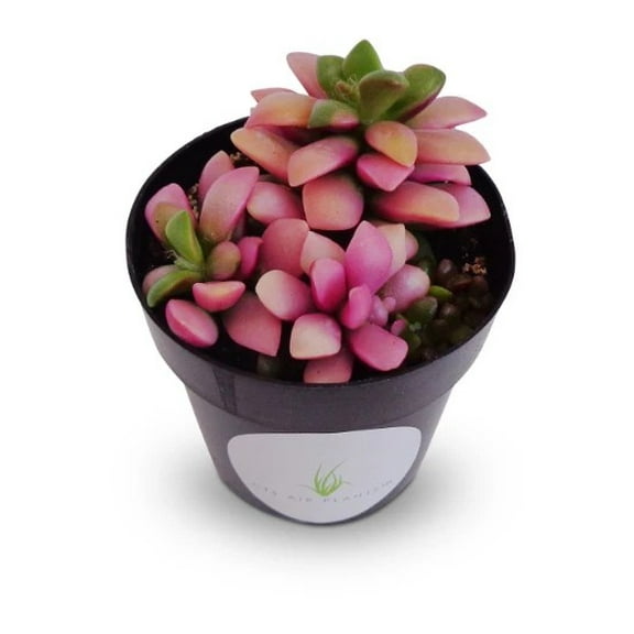 Pink Green Anacampseros Sunrise Succulents Live Plants in 2 Inch Pot, Easy to Grow