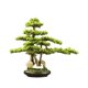 thumbnail image 1 of Bonsái artificial con maceta de cerámica, plantas decorativas for sala de estar, oficina y salón de té., 1 of 6