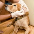 thumbnail image 4 of 100 Pack Large Cotton Swabs for Pet Ear Cleaning - 6" Soft and Gentle Swabs, 4 of 5