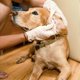 thumbnail image 4 of 100 Pack Large Cotton Swabs for Pet Ear Cleaning - 6" Soft and Gentle Swabs, 4 of 5
