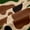 Brown Dinosaur, variant on Feelyou Farmhouse Bear Black Out Curtains, Camo Camouflage Curtains Pack of 2 (42x63 Each)