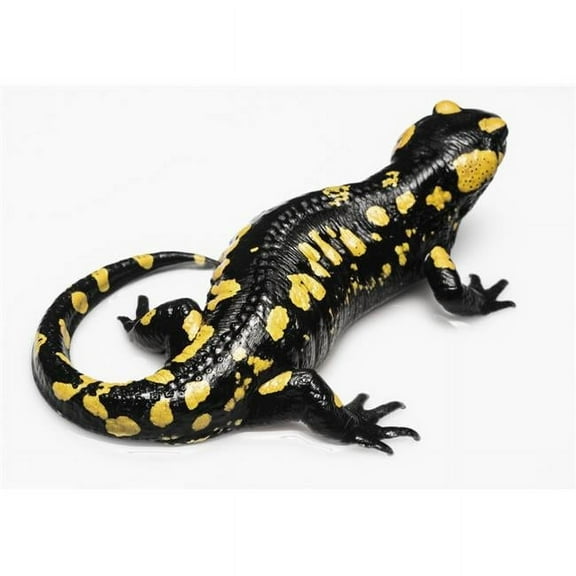 Salamander Caudata on A White Background - Tarifa Cadiz Andalusia Spain Poster Print - 38 x 26 in. - Large