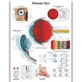 thumbnail image 1 of HD Human Anatomy Organ Pipe Canvas Art - Remastered Flannel Anime, In Stock, 14+, CE, 1 of 9