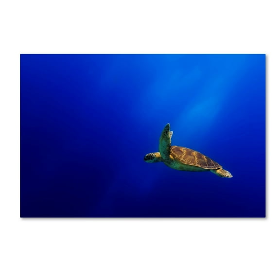 Mato P. 'Flying' Canvas Art