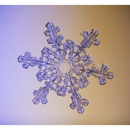 Photomicroscopic close up of a snowflake crystal Alaska Canvas Art - Marion Owen  Design Pics (32 x