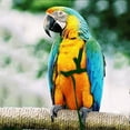 thumbnail image 2 of Parrot Bird Harness Leash Outdoor Flying Traction Straps Band Adjustable Anti-bite Training Rope, 2 of 5