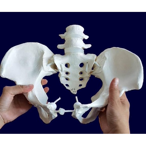 Wellden Medical Anatomical Female Pelvic Skeleton with 4th 5th Vertebrae, Flexible, Elastic Band Connected with Movable Joint, Life Size