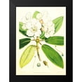 thumbnail image 2 of Hooker, Joseph 11x14 Black Modern Framed Museum Art Print Titled - Rhododendron Aucklandii, 2 of 5