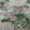 Sage, variant on Addison Rugs Mayfield Premium Machine Washable Transitional Floral Wheat Rectangle Rug, 10' x 14'