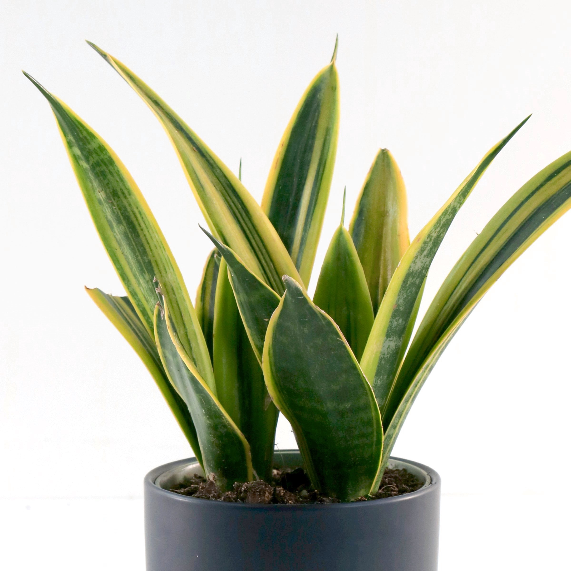 6 in. Sansevieria Gold Flame Plant in Grower Container