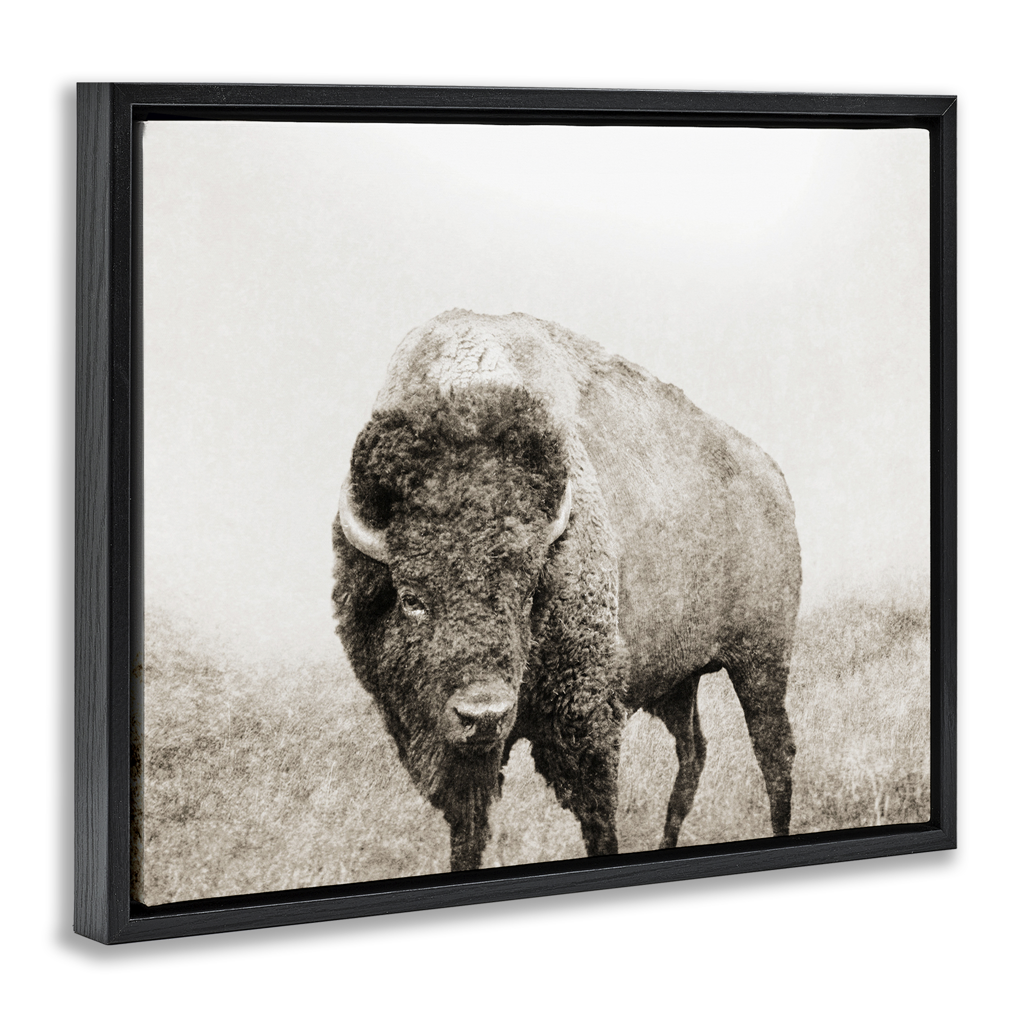 Stupell Industries Bison Distressed Portrait Animals & Insects Photography Black Floater Framed Canvas Art Print Wall Art, 31 x 25