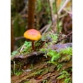 thumbnail image 2 of Grayscale 25x32 White Modern Wood Framed Museum Art Print Titled - Tiny Mushroom I, 2 of 4