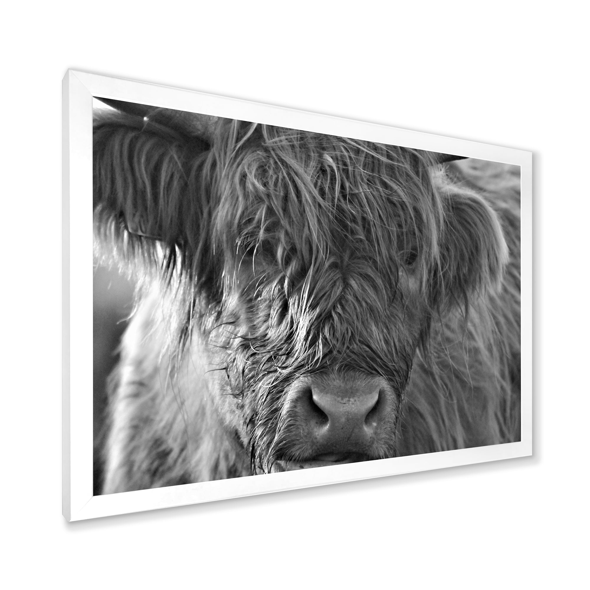 Designart 'Close Up Scottish Highland Cows Living On Moorland' Farmhouse Framed Art Print