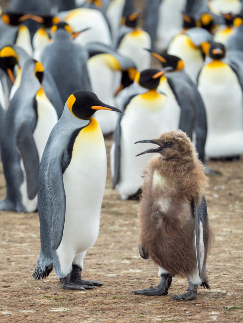 Pinguin stehend 13 cm 