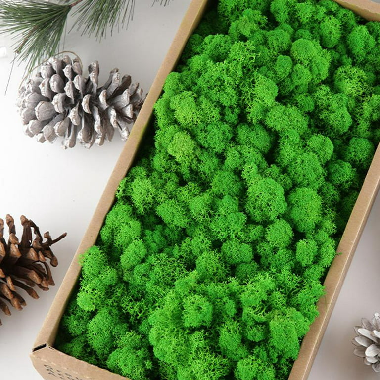 Preserved Decorative Moss Durable Natural Preserved Moss for Home  Decorations Model Making 