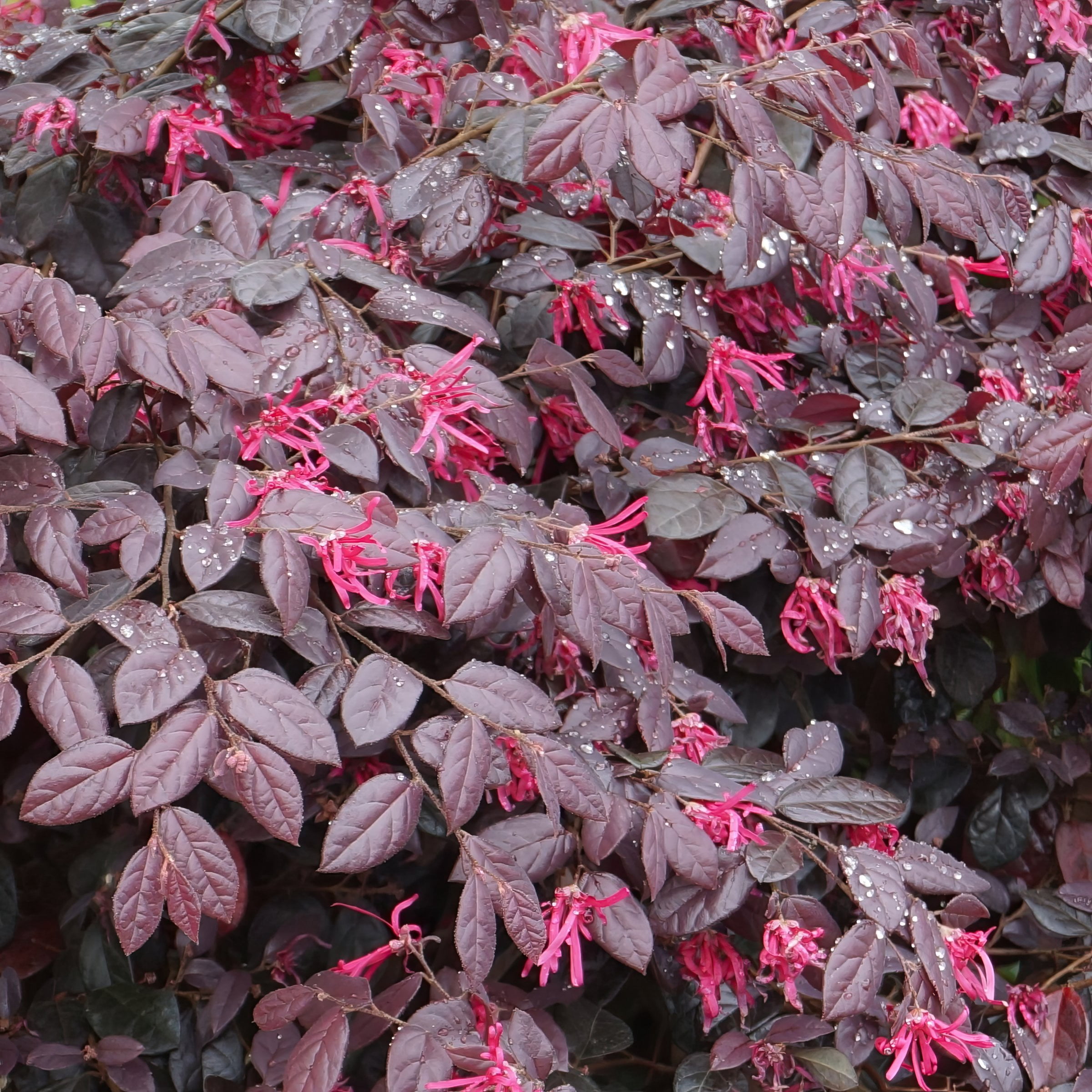 1 gal. Loropetalum Cerise Charm Live Shrub Condition with Full Sunlight