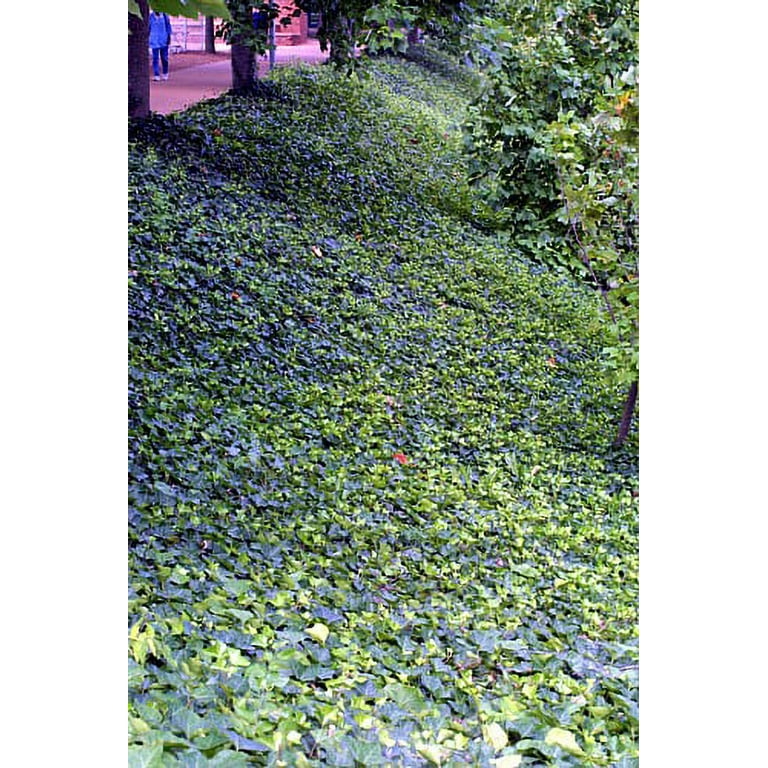 English Ivy 48 Live Vines - Fast Growing Ground Cover for Outdoor