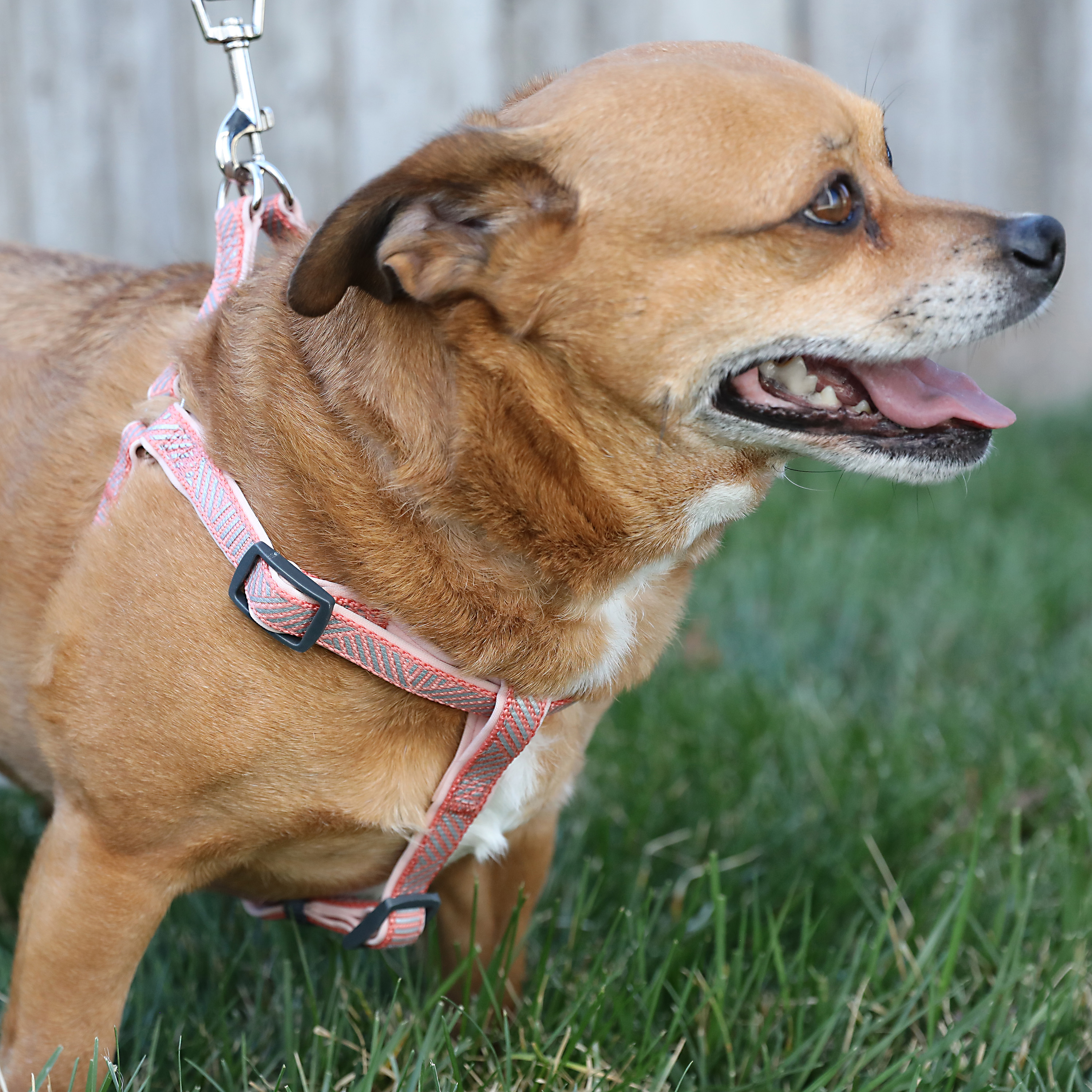 Salmon pink harness - Leather harness for your dog