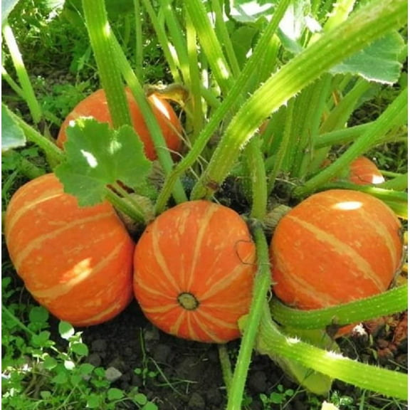 Orange Cutie Squash Seeds for Planting (10 Seeds) - Easy to Grow - Ships from Iowa, USA