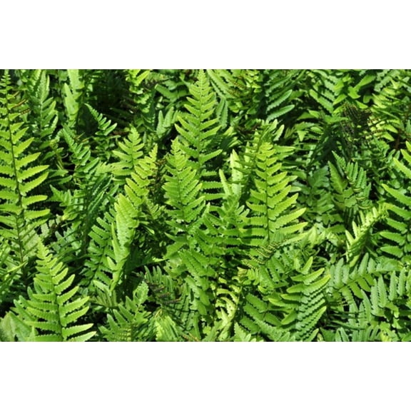 Hardy Tokyo Wood Fern - Quart Pot - Dryopteris tokyoensis