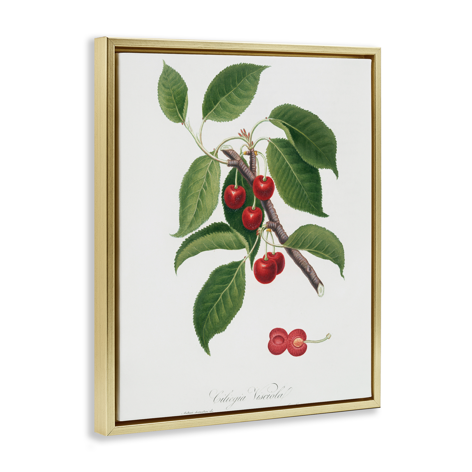 Latin Study of Cherry Plant Gold Framed Floater Canvas Wall Art, design by Lettered and Lined