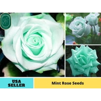 PEMDASGARDEN 30 Mint Rose Plant Seeds, Asian Garden