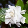 thumbnail image 4 of August Beauty Gardenia - Gardenia jasminoides 'August Beauty', 4 of 8