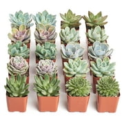 Shop Succulents Rosette Succulent (Collection of 20)