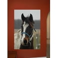 thumbnail image 2 of Guernsey Horse Wall Decal, 2 of 2